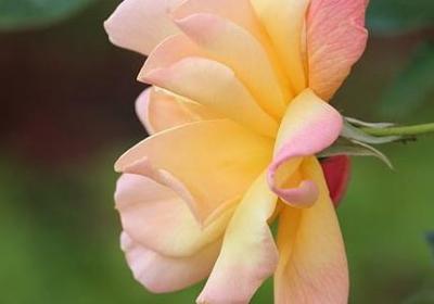 有两个动物的四字词语(汇总80句)