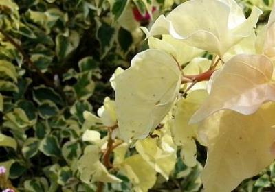 朵朵白云照样子写词语(精选60句)