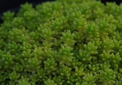 正反意思不一样的词语(实用40句)