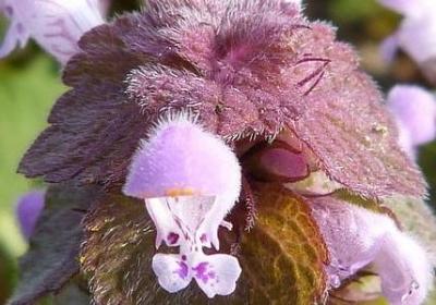 朵字怎么组词语(优选40句)