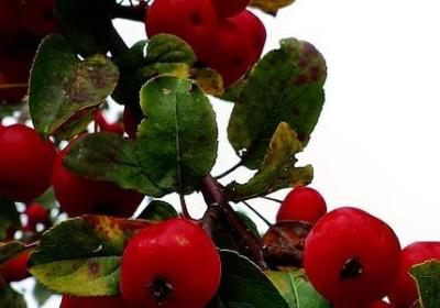 民组词有哪些词语(14句)