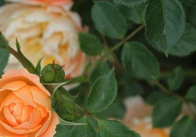 炳组词有哪些词语(共21句)