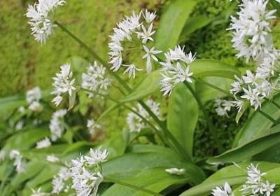 游表示看的词语(热门70句)