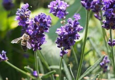 火组词有哪些词语(精选17句)