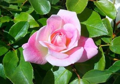 盆可以组什么词语(推荐11句)