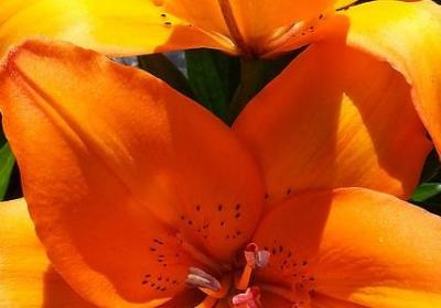 目的词语有哪些(共20句)