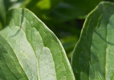 种组词有哪些词语(通用24句) 种组词有哪些词语(通用24句)