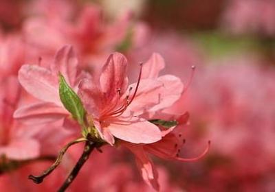 舔组词语有哪些(合集81句)