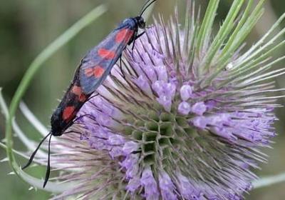 耷组词有哪些词语(必备12句) 耷组词有哪些词语(必备12句)