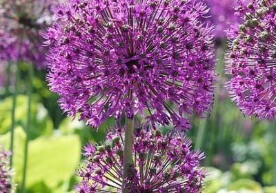 羊字在前面的词语(通用20句) 羊字在前面的词语(通用20句)