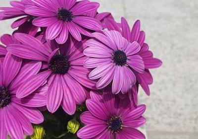 美可以组什么词语(热门32句)