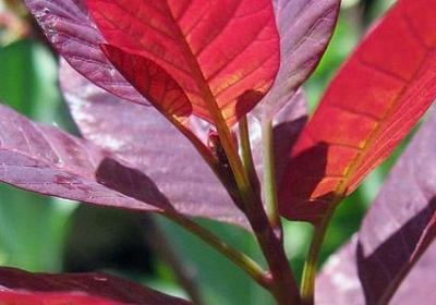 腿的拼音和词语(推荐20句)