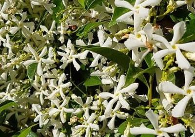 表示生活美好的词语(汇总41句)