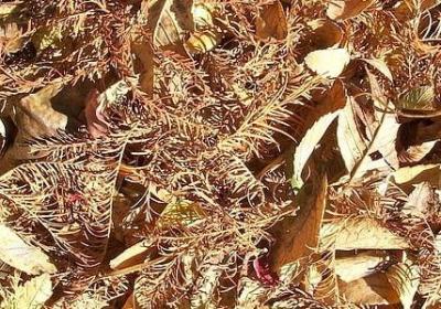 葛能组什么词语(精选21句)