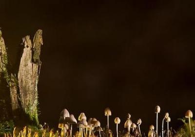 荣组词语有哪些(推荐39句)