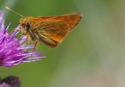 表示树的词语(20句)