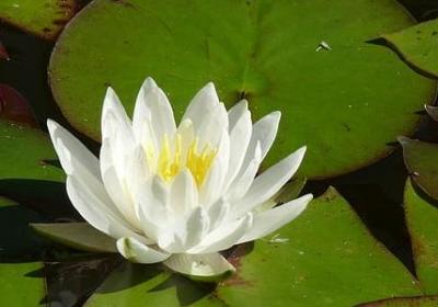 茅的词语有哪些(通用38句)