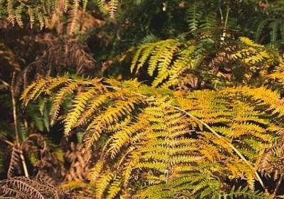 蒙能组什么词语(必备40句)