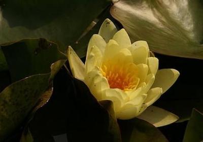 表示笑的词语四个字的(汇总50句)