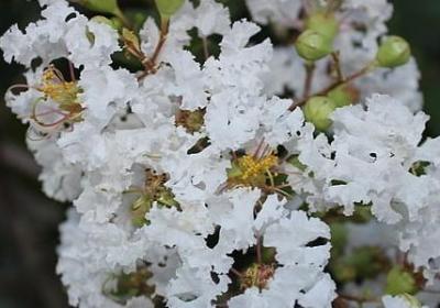 语言什么补充词语(实用94句) 语言什么补充词语(实用94句)