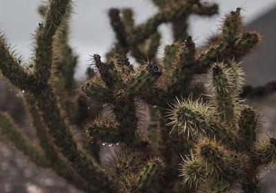 赏析加点词语(11句)