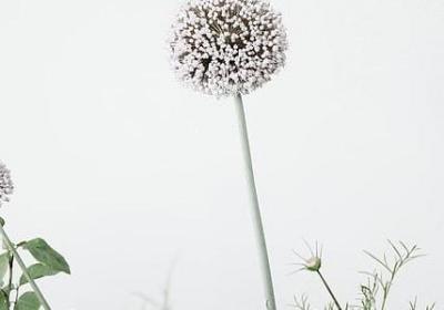 赞学校的词语(精选11句)