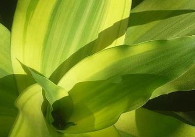 诚实的四字词语(优选55句)