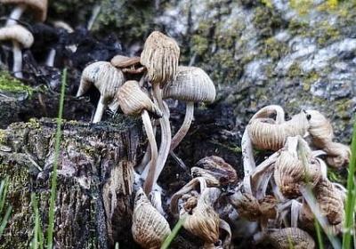 裂怎么组词语(汇总15句)