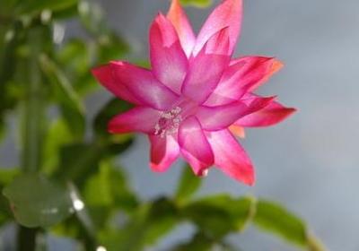 有关真诚的名言(60句)