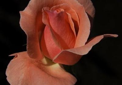 逃之夭夭类似的词语(共50句)