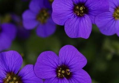 辐组词语有哪些(通用21句)