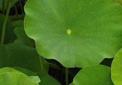 有关和平的名言(精选60句)