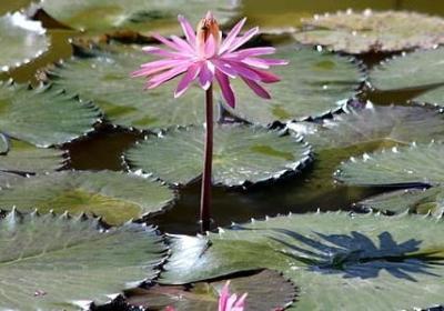 母亲名言名句大全(通用80句)