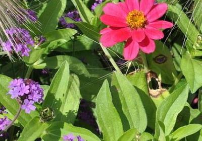 赞美鹅的词语(必备45句) 赞美鹅的词语(必备45句)