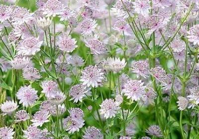 格雷厄姆名言(推荐20句)