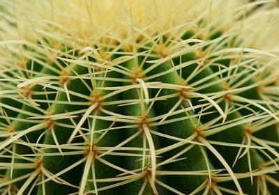 歌颂母爱的诗句或名言(推荐61句)