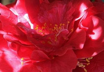 科比英文名言(推荐9句)