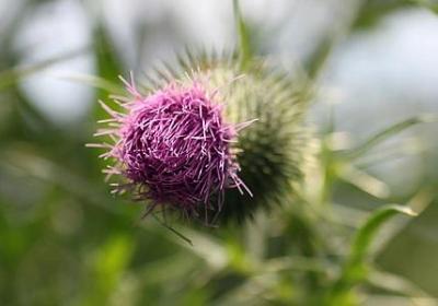 描绘声音的词语(共80句)