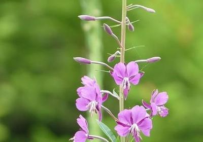 描写瀑布声音的词语(精选61句) 描写瀑布声音的词语(精选61句)