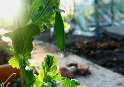 有色彩的词语(39句)