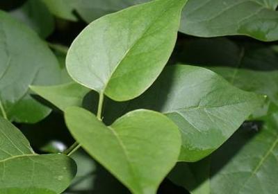 朴字怎么组词语(通用81句)