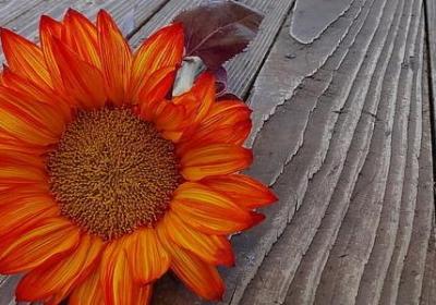 有关冬天的词语(必备11句)