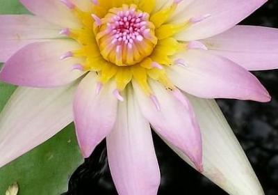 来自古诗的词语(热门50句)