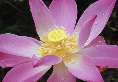 比喻女孩子美的词语(精选40句)