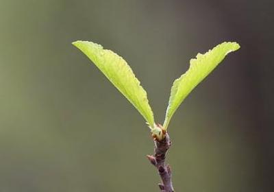 朝字加偏旁组词语(精选45句)