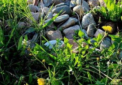 灰灰的照样子写词语(共70句)