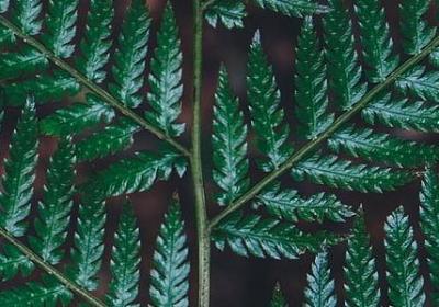 爱情词语大全(优选80句)