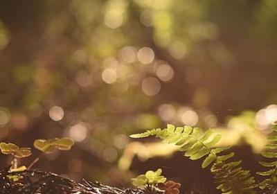 照样子写词语胆小如鼠(必备60句)