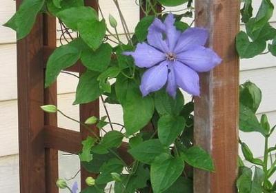 特别文艺的两字词语(汇总80句)