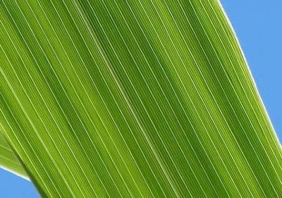 狗的词语有哪些(实用40句)